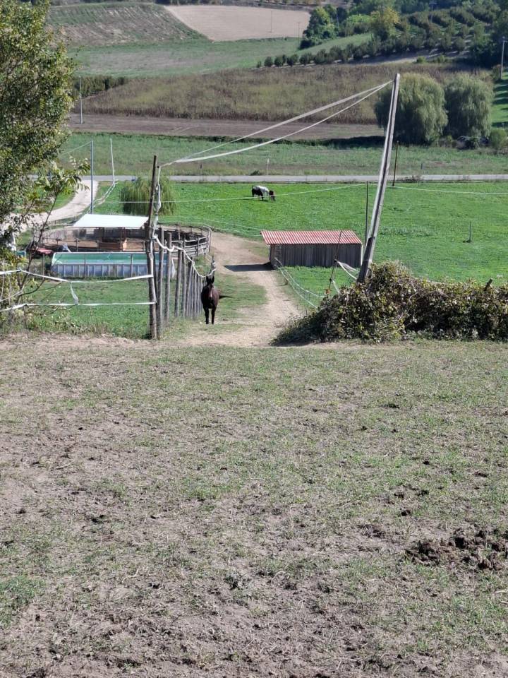 Pensione Naturale per Cavalli a Riposo