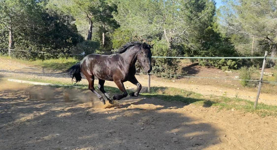 Castrone Origine non conosciuta  In vendita 2019 Nero ,  country man du vallon ph