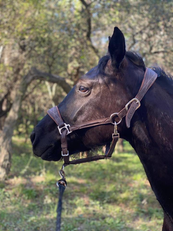 Castrone Origine non conosciuta  In vendita 2019 Nero ,  country man du vallon ph