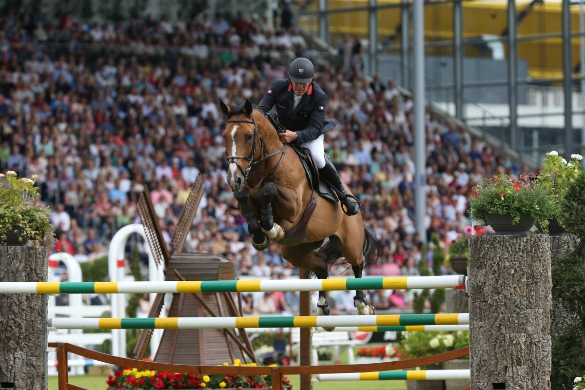Puledro Sella Francese In vendita 2026 Sauro