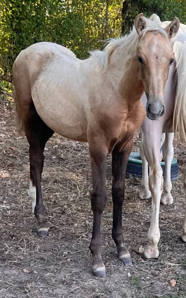 Puledro Sella Francese In vendita 2026 Palomino