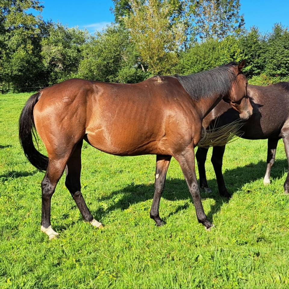Cavalla Anglo-Arabo In vendita 2020 Baio ,  carghesse des landes