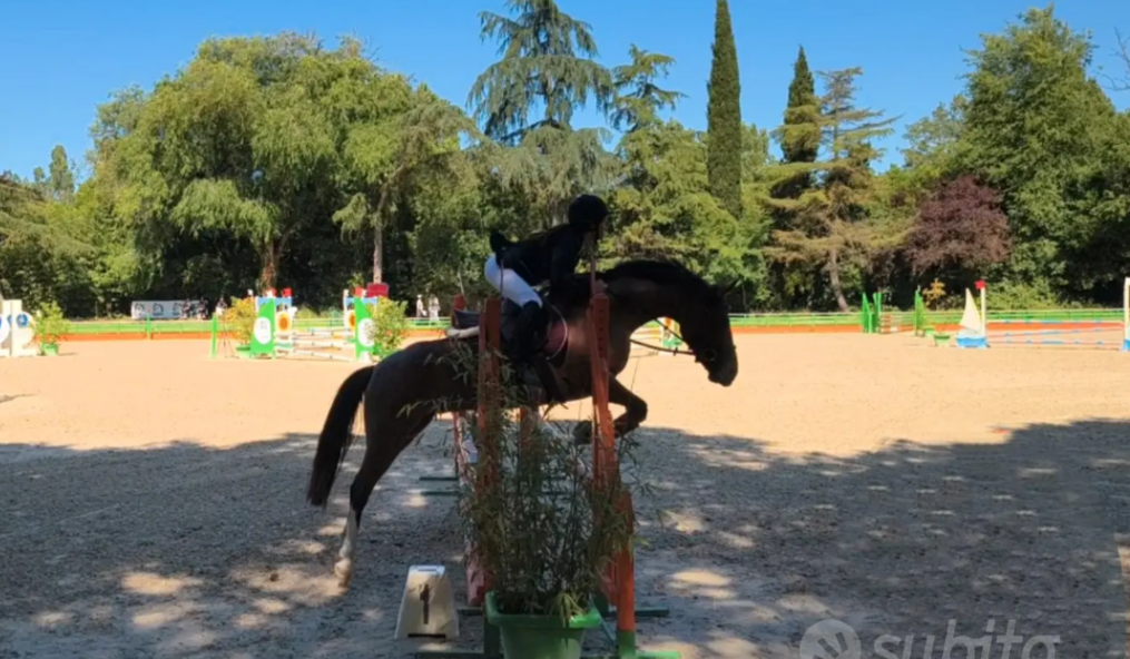 Pony salto ostacoli e passeggiate 