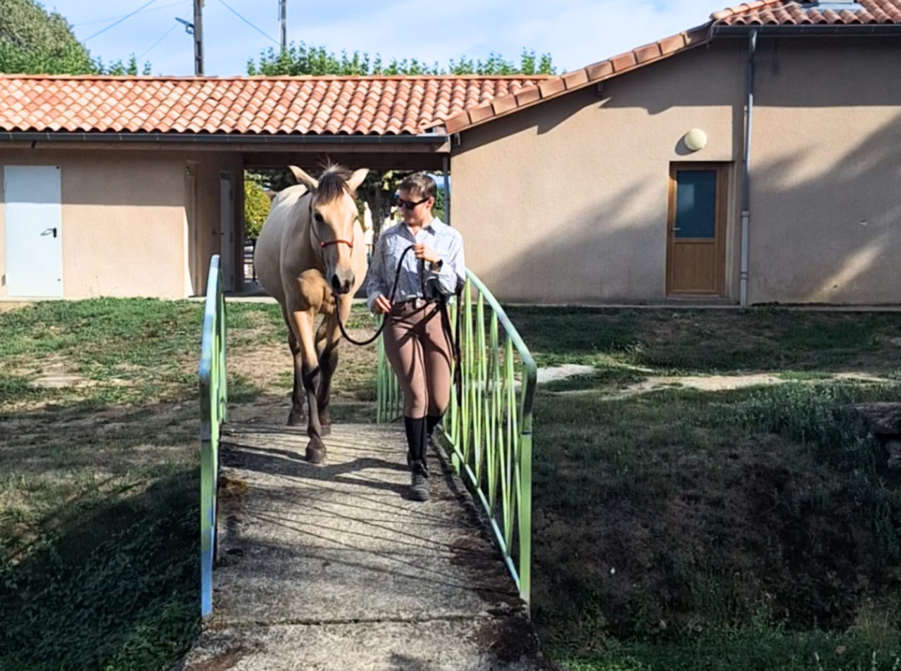 Puledro PRE Andaluso In vendita 2025 Baio ,  PICASSO LH