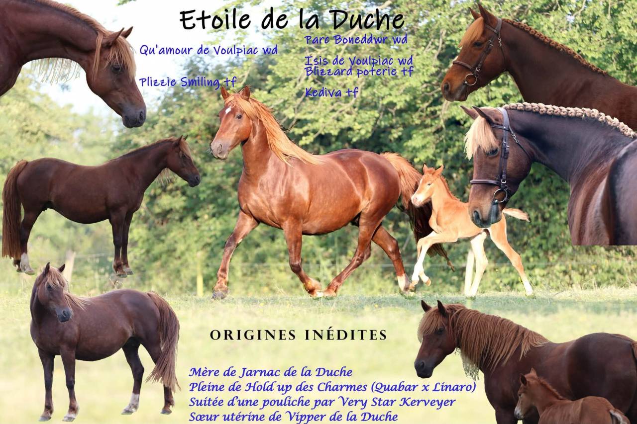 Puledra PFS Pony Francese da Sella In vendita 2025 Sauro ,  Very star kerveyer