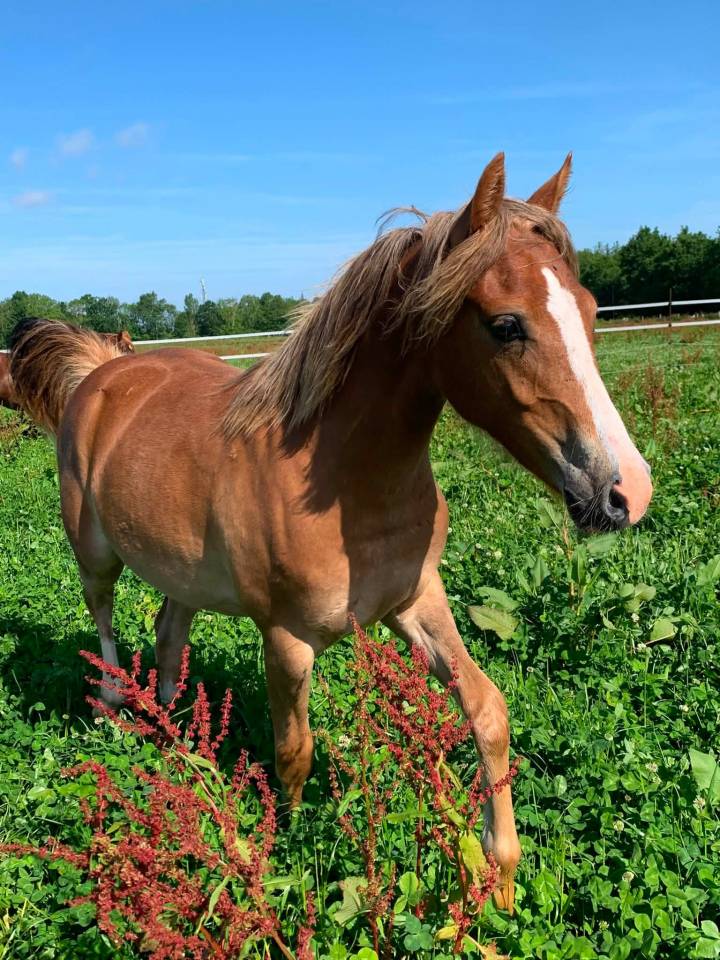 Puledra PFS Pony Francese da Sella In vendita 2025 Sauro ,  Very star kerveyer