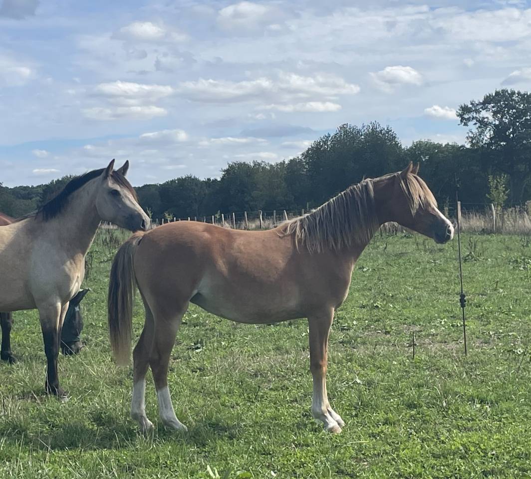 Puledra PFS Pony Francese da Sella In vendita 2025 Sauro ,  Very star kerveyer