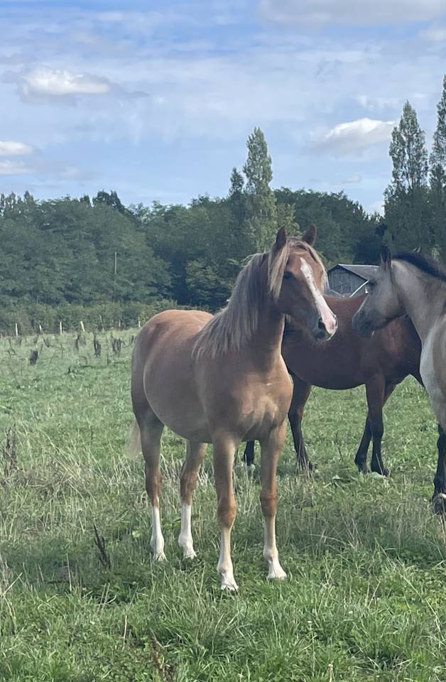 Puledra PFS Pony Francese da Sella In vendita 2025 Sauro ,  Very star kerveyer