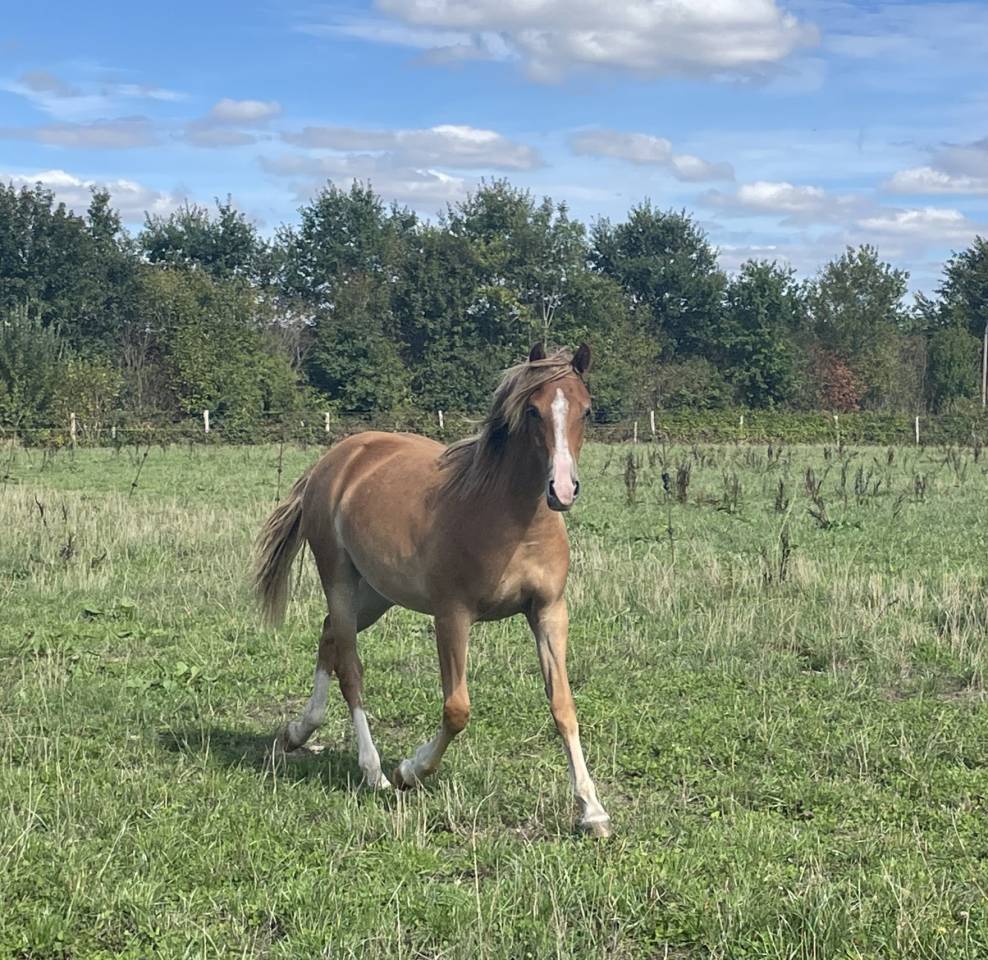 Puledra PFS Pony Francese da Sella In vendita 2025 Sauro ,  Very star kerveyer