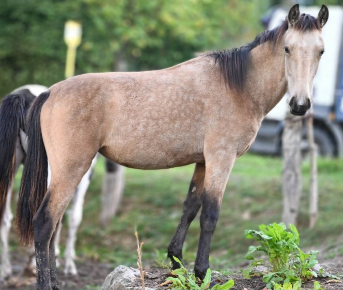 Cavalla Lusitano In vendita 2025 Isabella