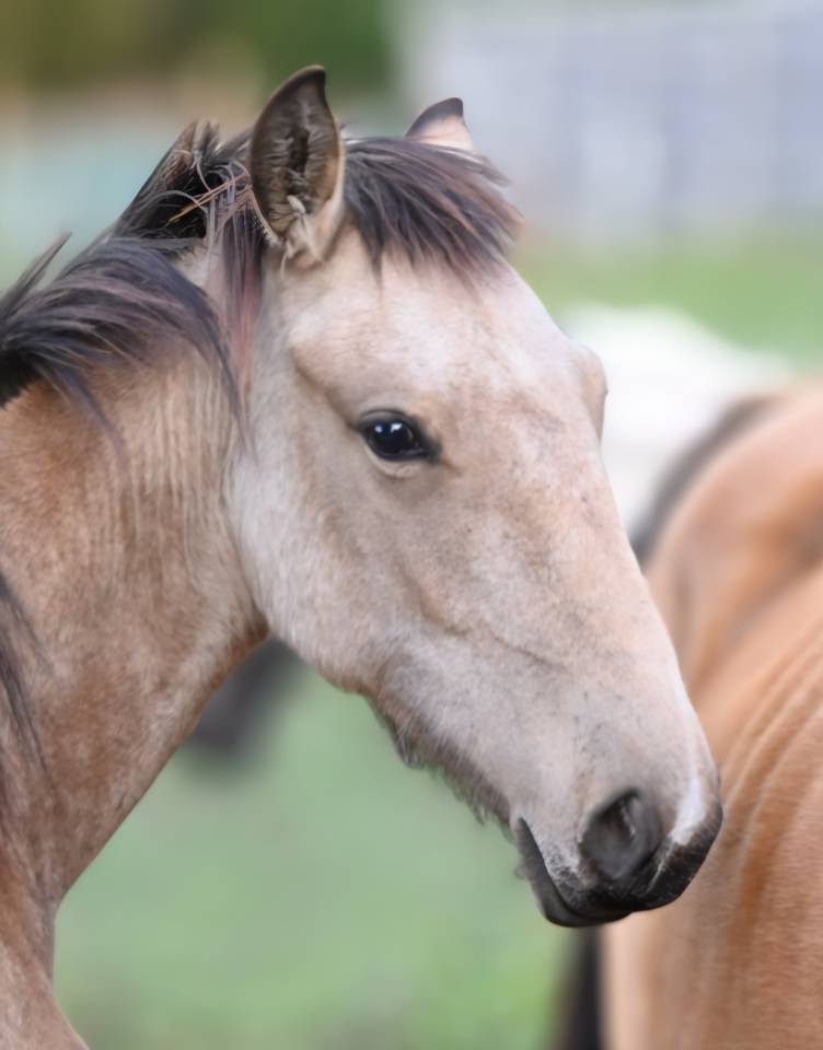 Cavalla Lusitano In vendita 2025 Isabella
