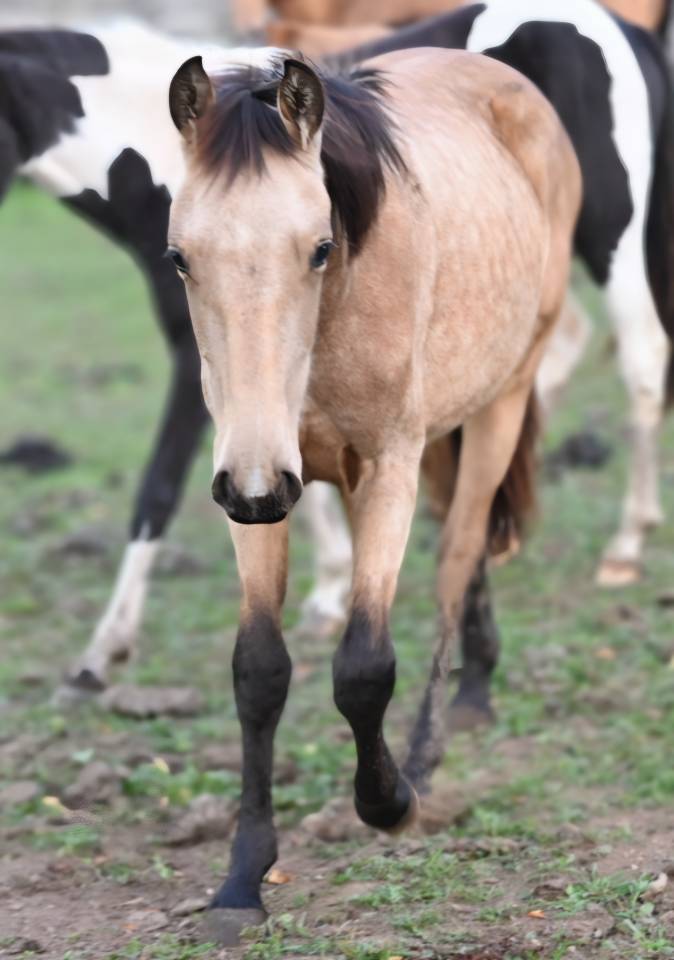 Cavalla Lusitano In vendita 2025 Isabella