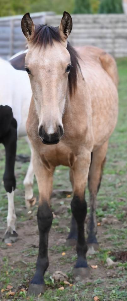 Cavalla Lusitano In vendita 2025 Isabella