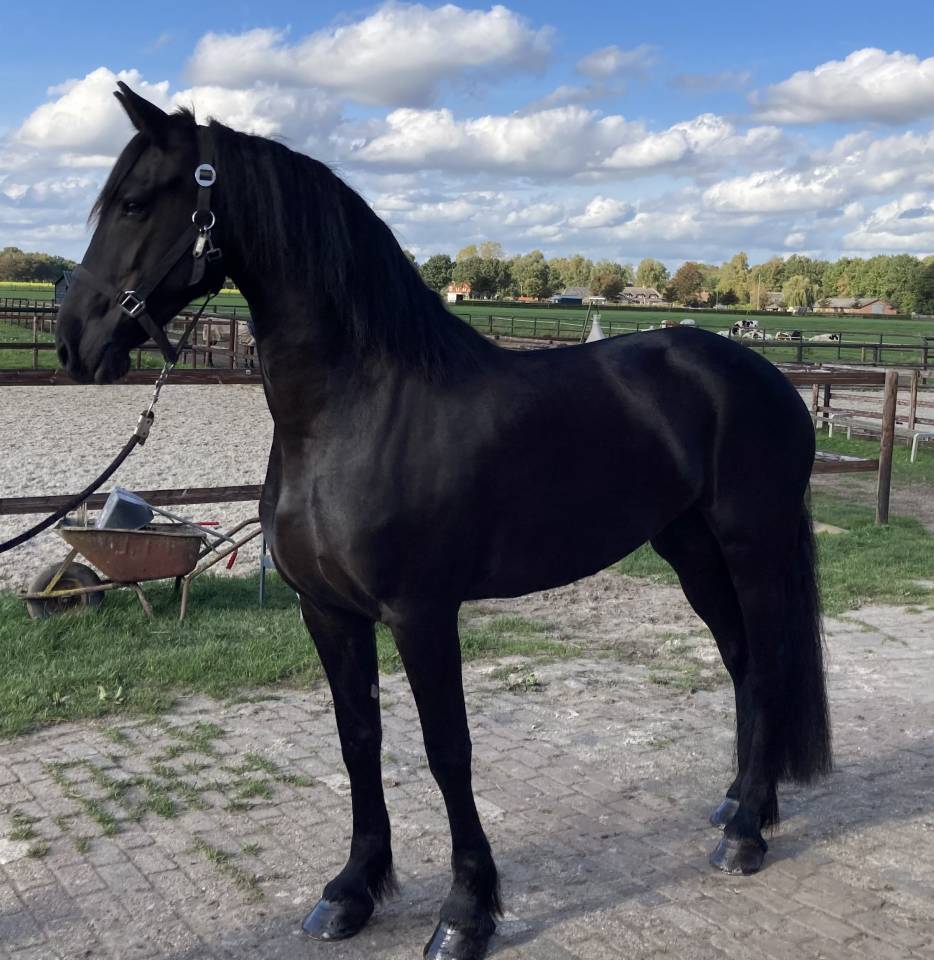 Puledra Frisone In vendita 2026 Nero ,  stendert 447