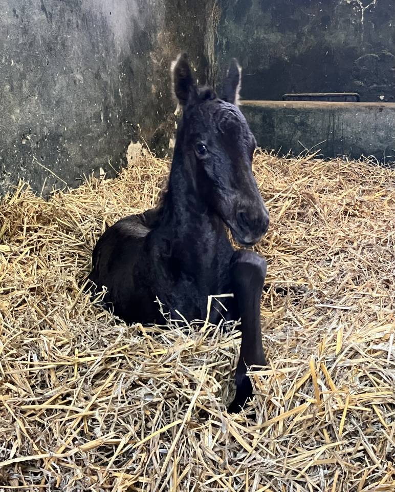 Puledra Frisone In vendita 2026 Nero ,  stendert 447