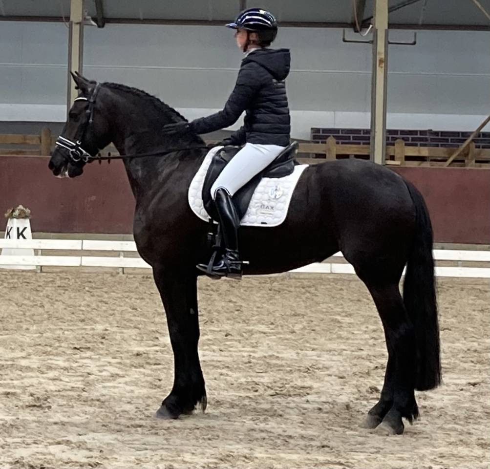 Puledra Frisone In vendita 2026 Nero ,  stendert 447