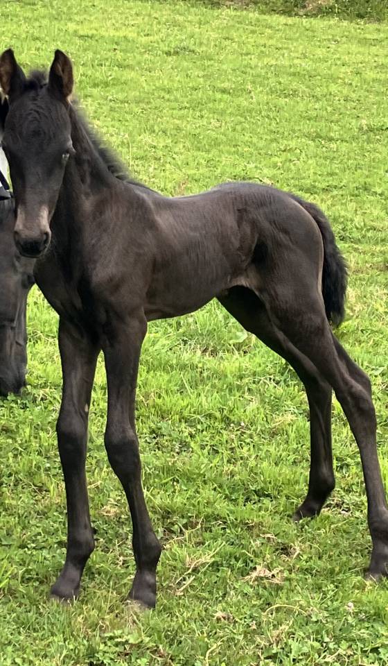 Puledra Frisone In vendita 2026 Nero ,  stendert 447