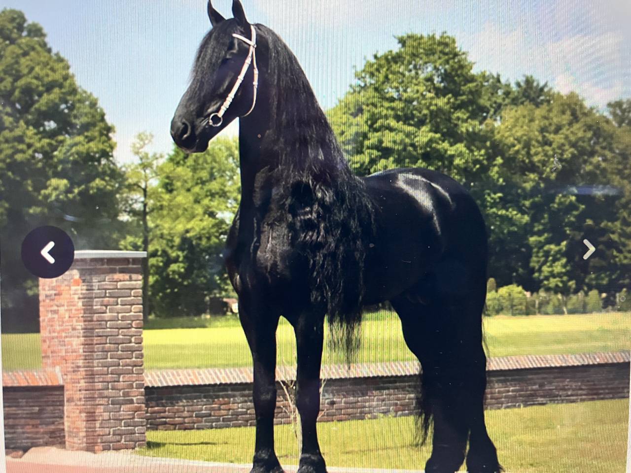 Puledra Frisone In vendita 2026 Nero ,  stendert 447