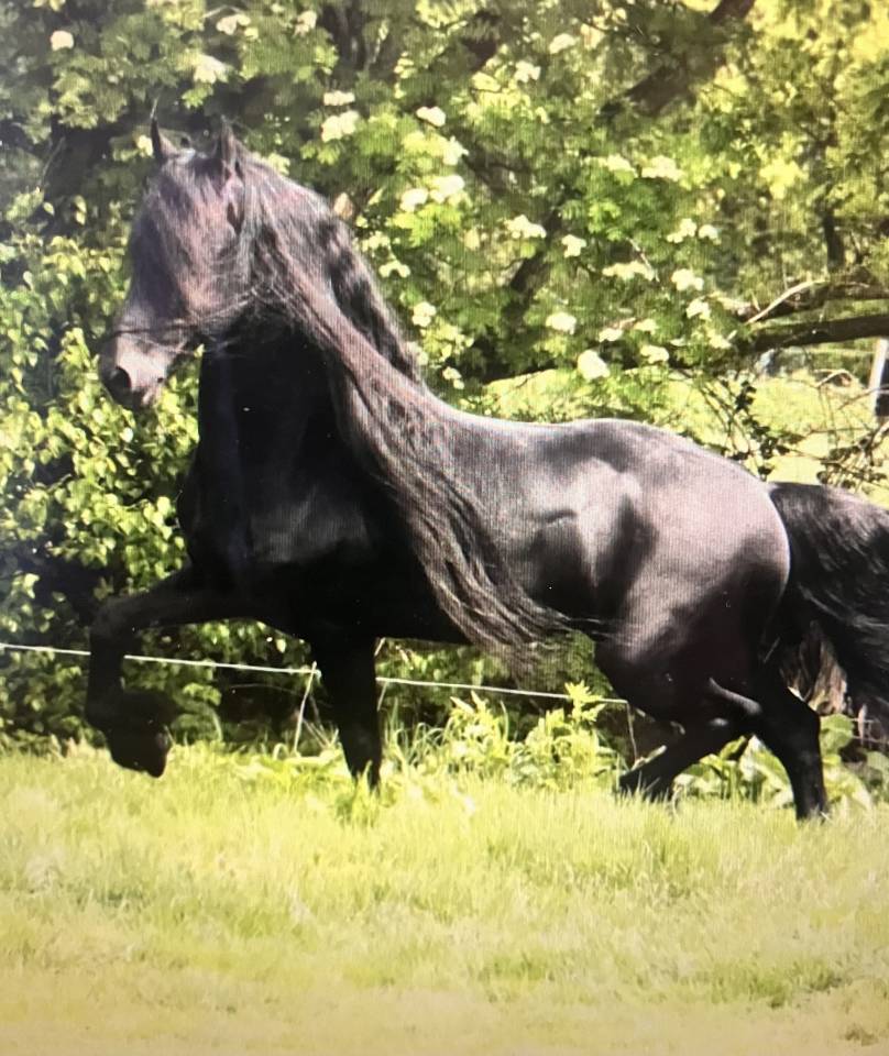 Puledra Frisone In vendita 2026 Nero ,  stendert 447