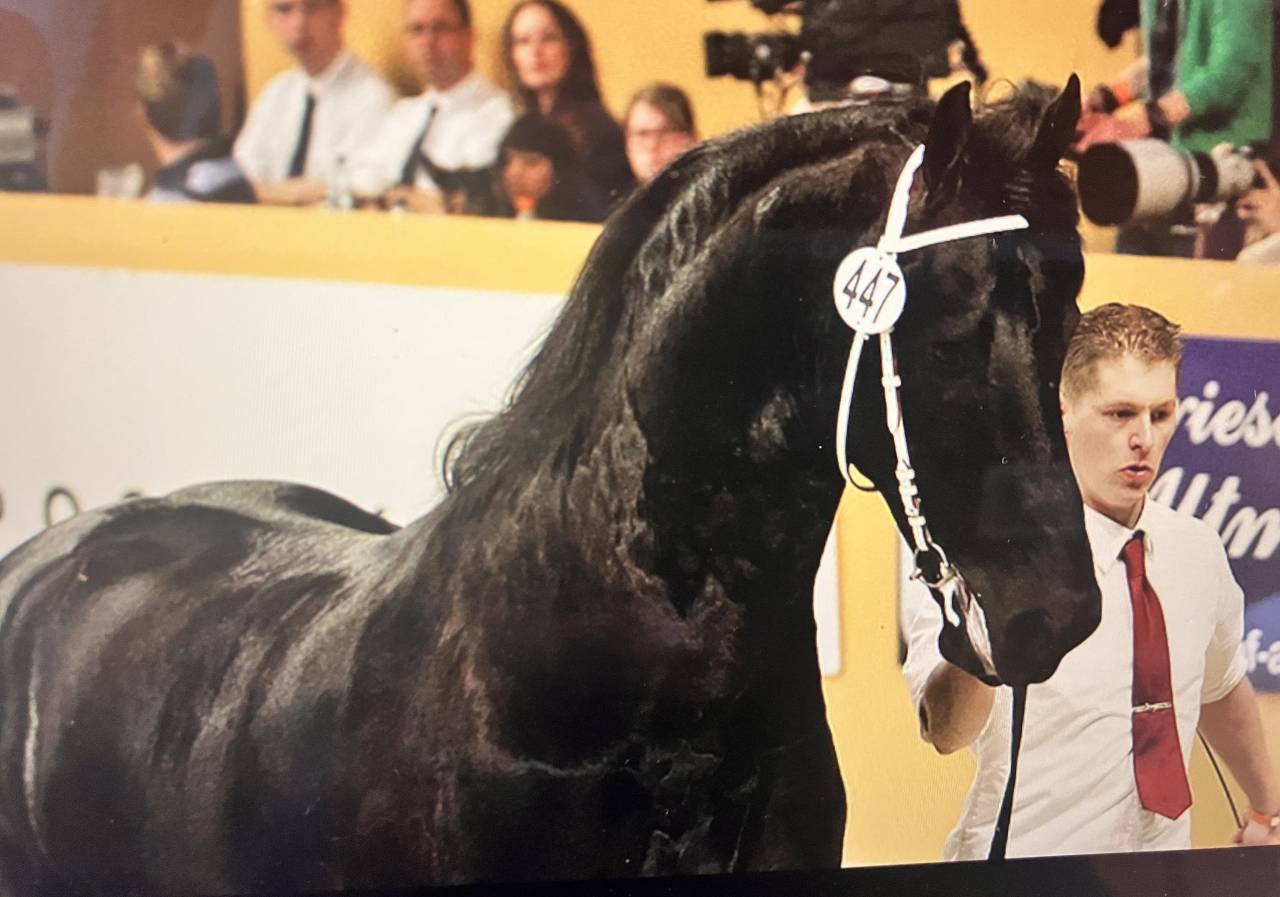 Puledra Frisone In vendita 2026 Nero ,  stendert 447