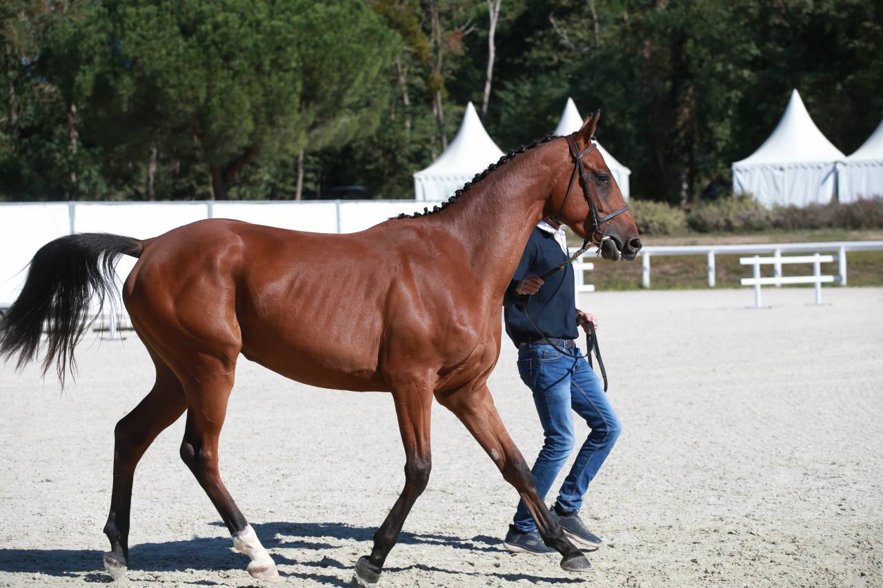 Castrone Sella Francese In vendita 2023 Baio ,  Prestige Kalone
