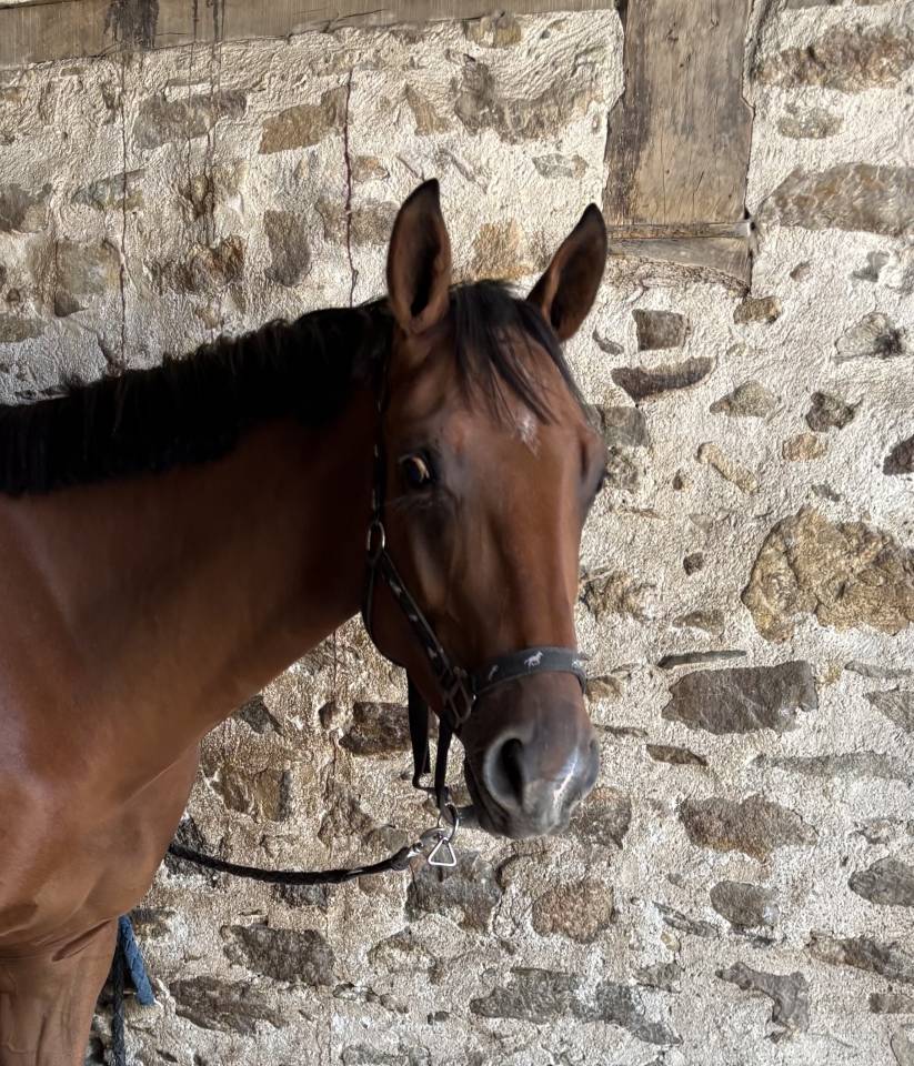 Castrone Sella Francese In vendita 2023 Baio ,  Prestige Kalone