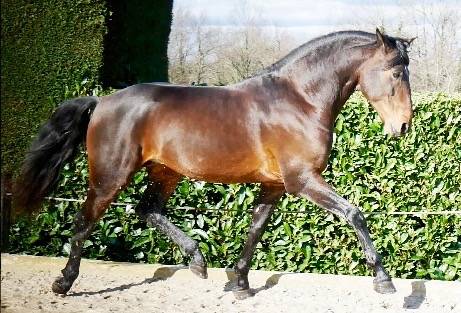 Castrone Lusitano In vendita 2015 Baio ,  SOLERA