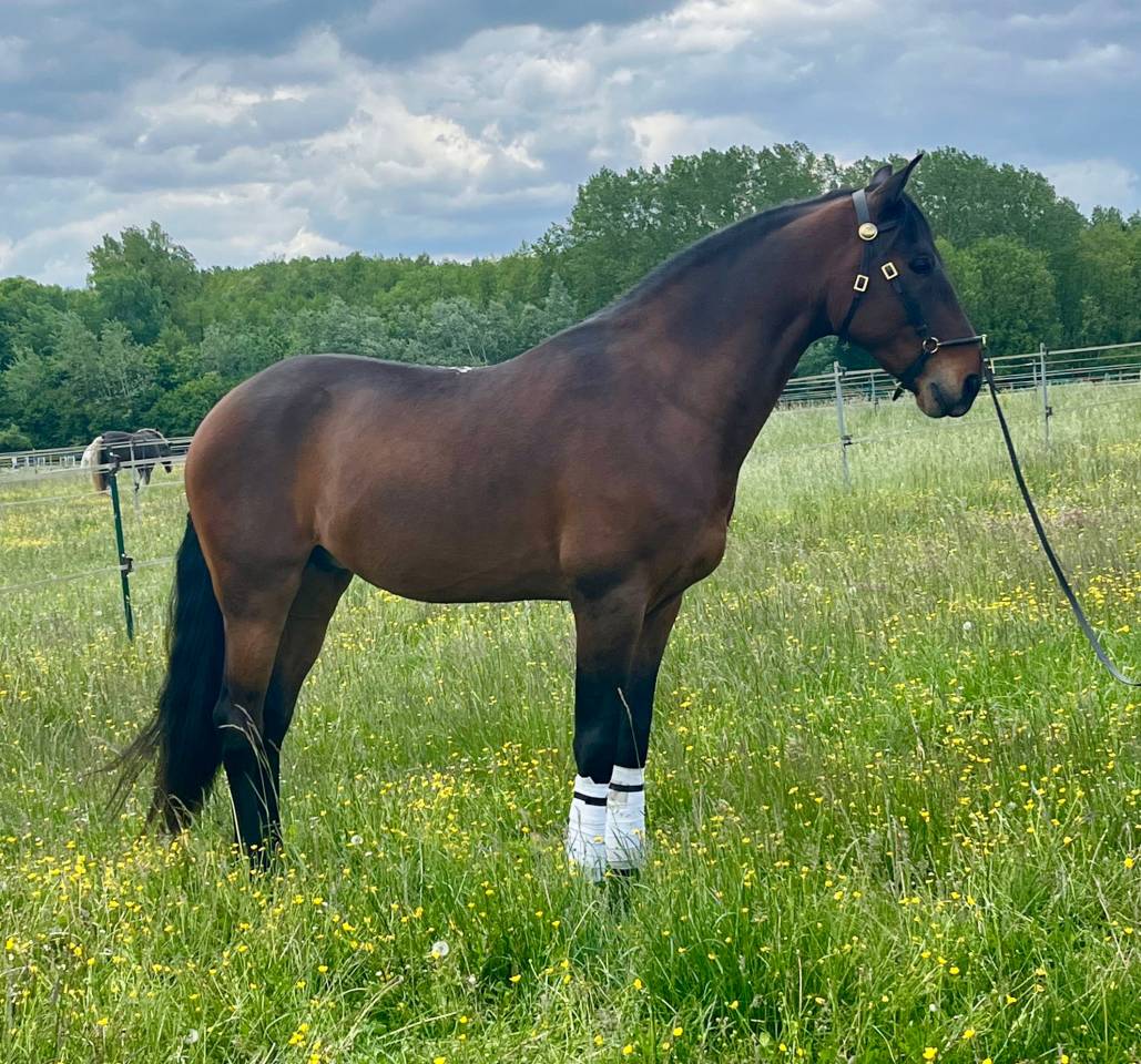 Castrone Lusitano In vendita 2015 Baio ,  SOLERA