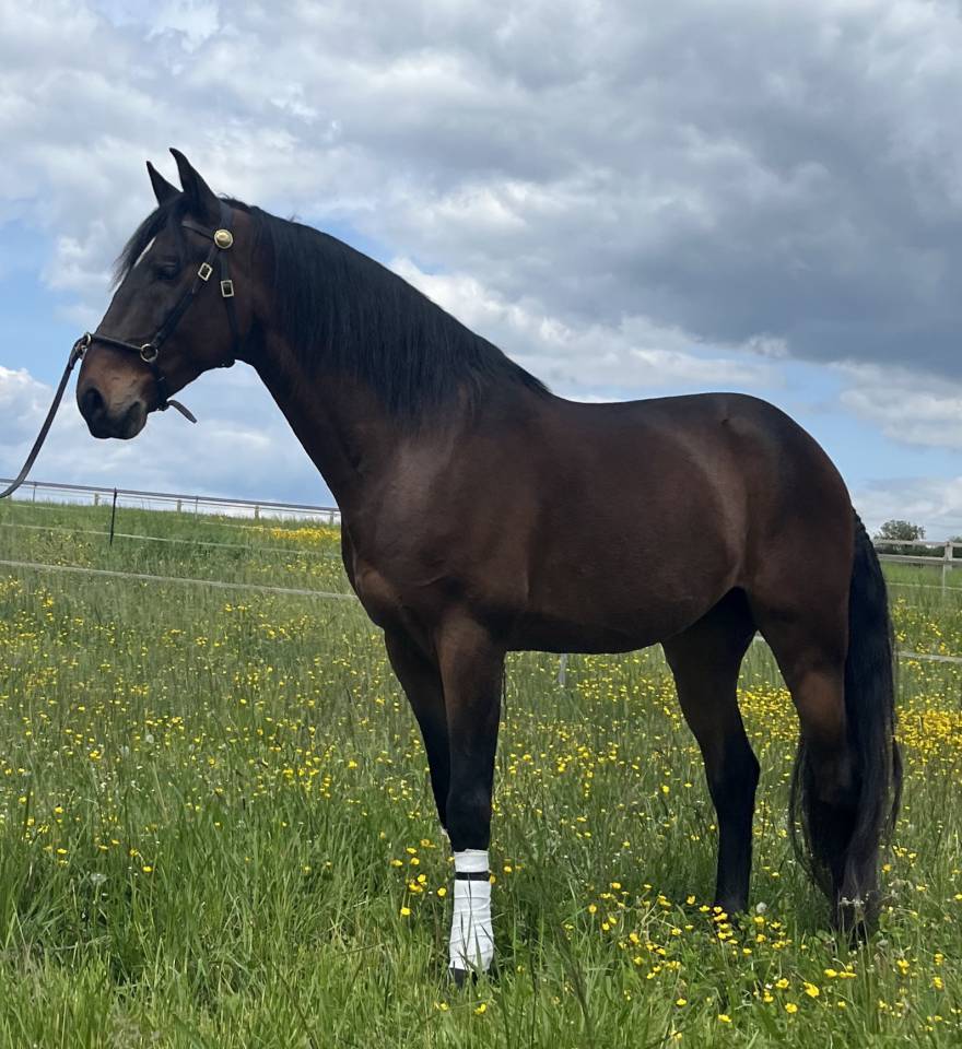 Castrone Lusitano In vendita 2015 Baio ,  SOLERA