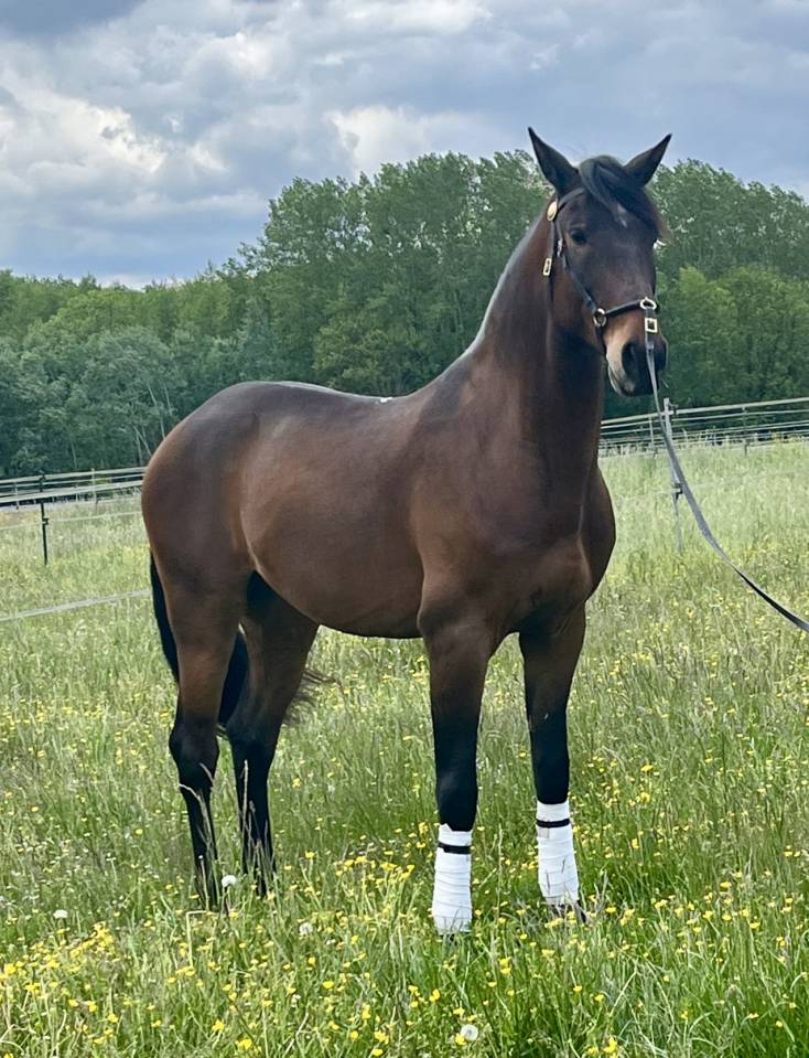 Castrone Lusitano In vendita 2015 Baio ,  SOLERA