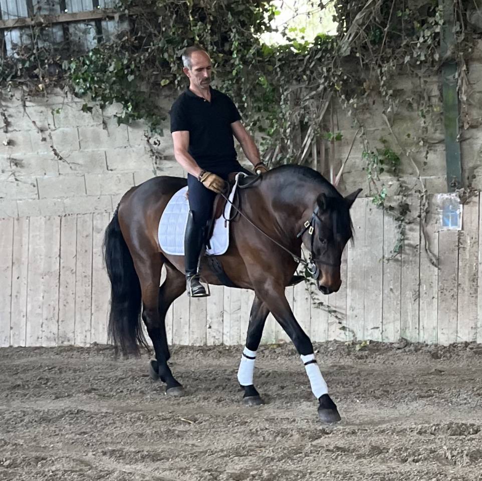 Castrone Lusitano In vendita 2015 Baio ,  SOLERA