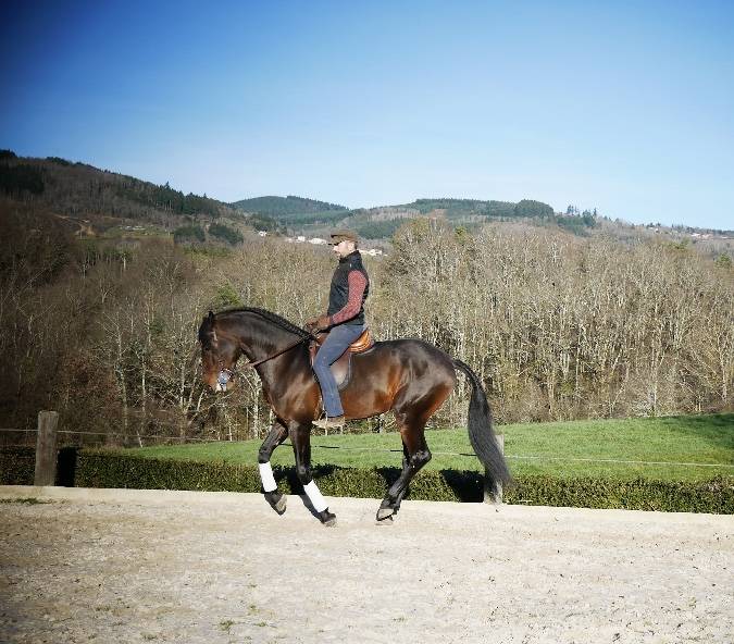 Castrone Lusitano In vendita 2015 Baio ,  SOLERA