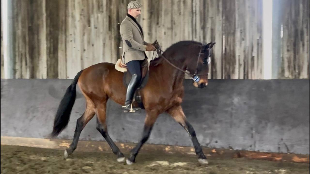 Castrone Lusitano In vendita 2015 Baio ,  SOLERA