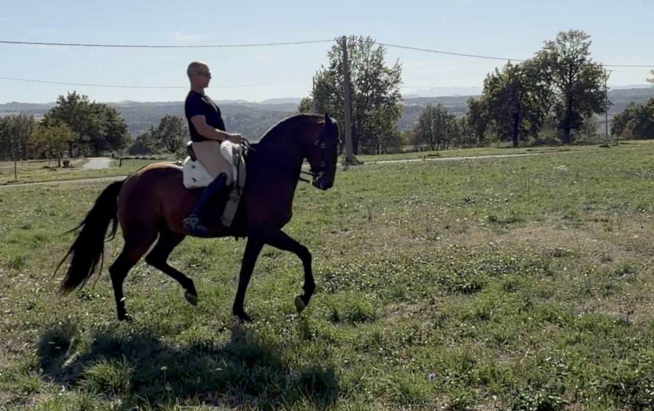 Castrone Lusitano In vendita 2015 Baio ,  SOLERA