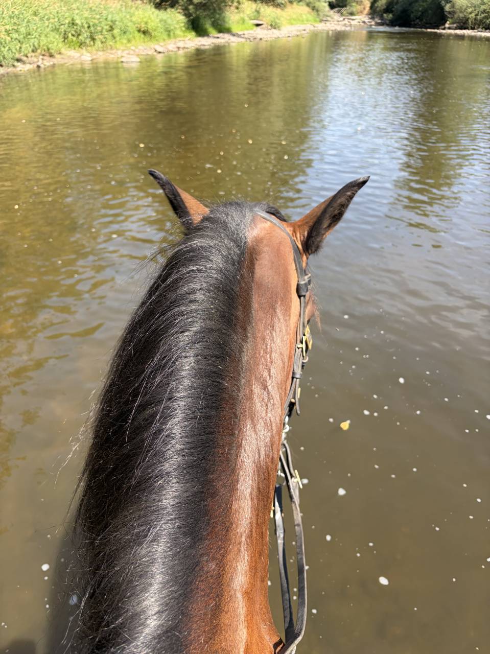 Castrone Lusitano In vendita 2015 Baio ,  SOLERA