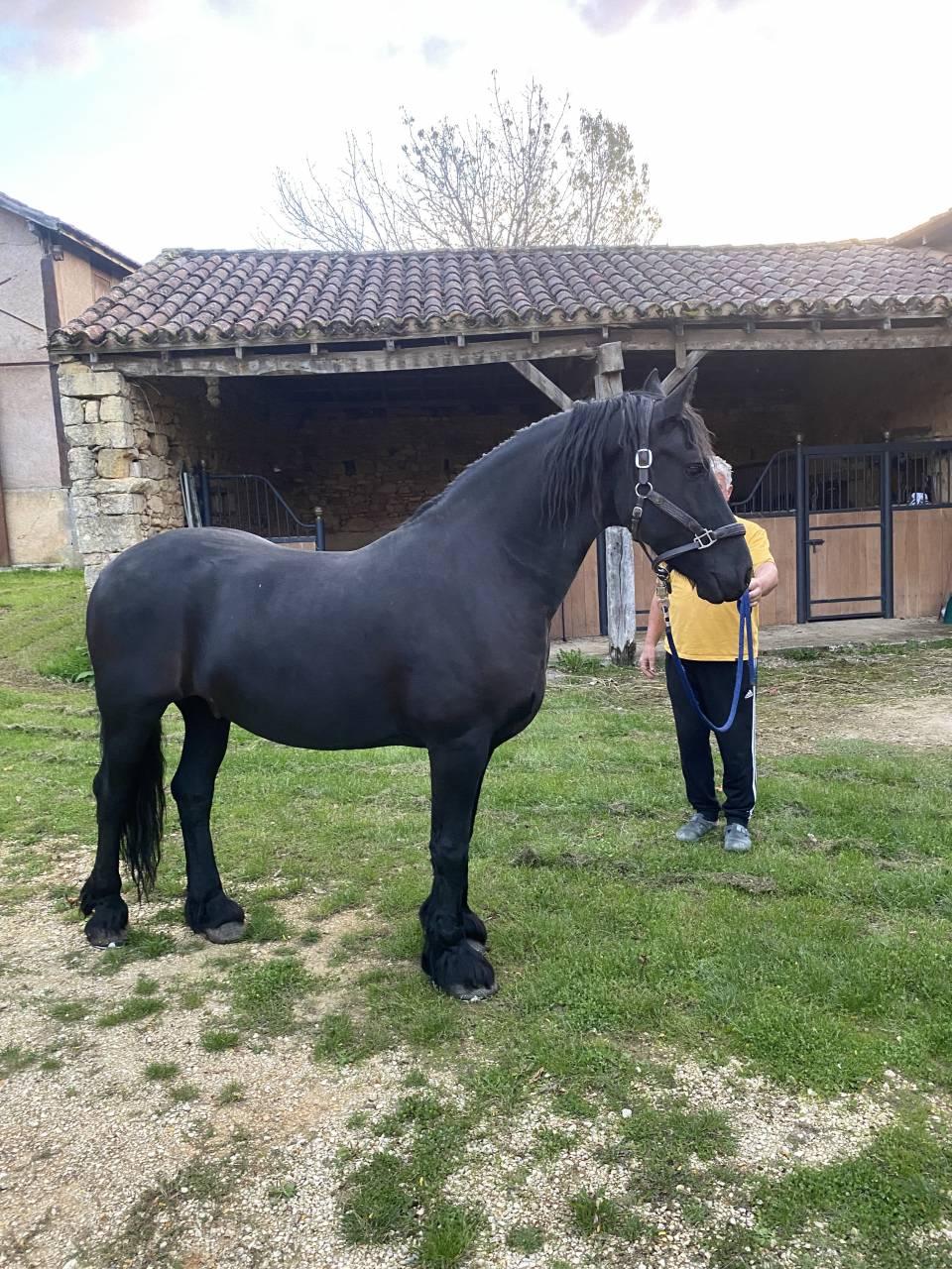 Cavalla Frisone In vendita 2014 Nero