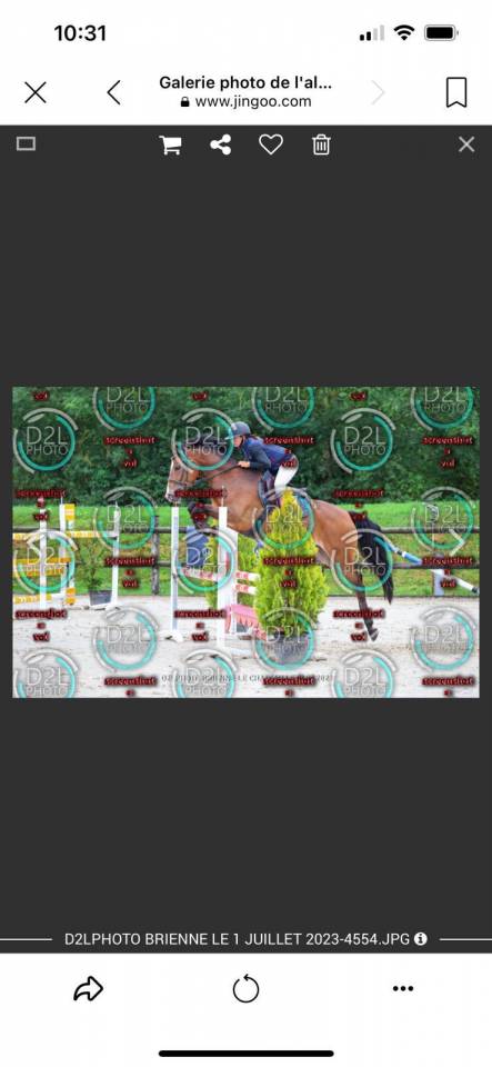 Castrone PFS Pony Francese da Sella In vendita 2019 Baio