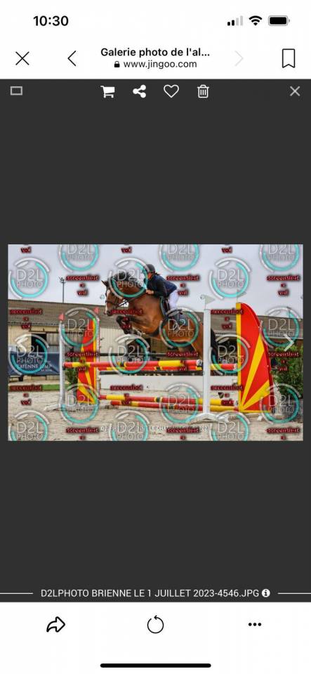 Castrone PFS Pony Francese da Sella In vendita 2019 Baio