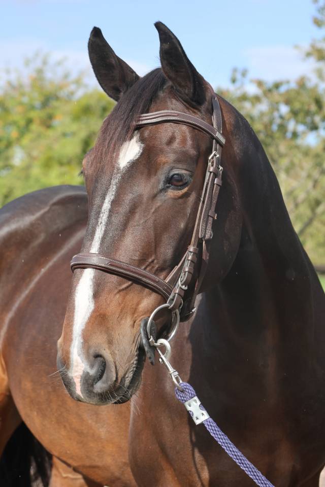 Castrone Sella Francese In vendita 2019 Baio scuro ,  QLASSIC BOIS MARGOT