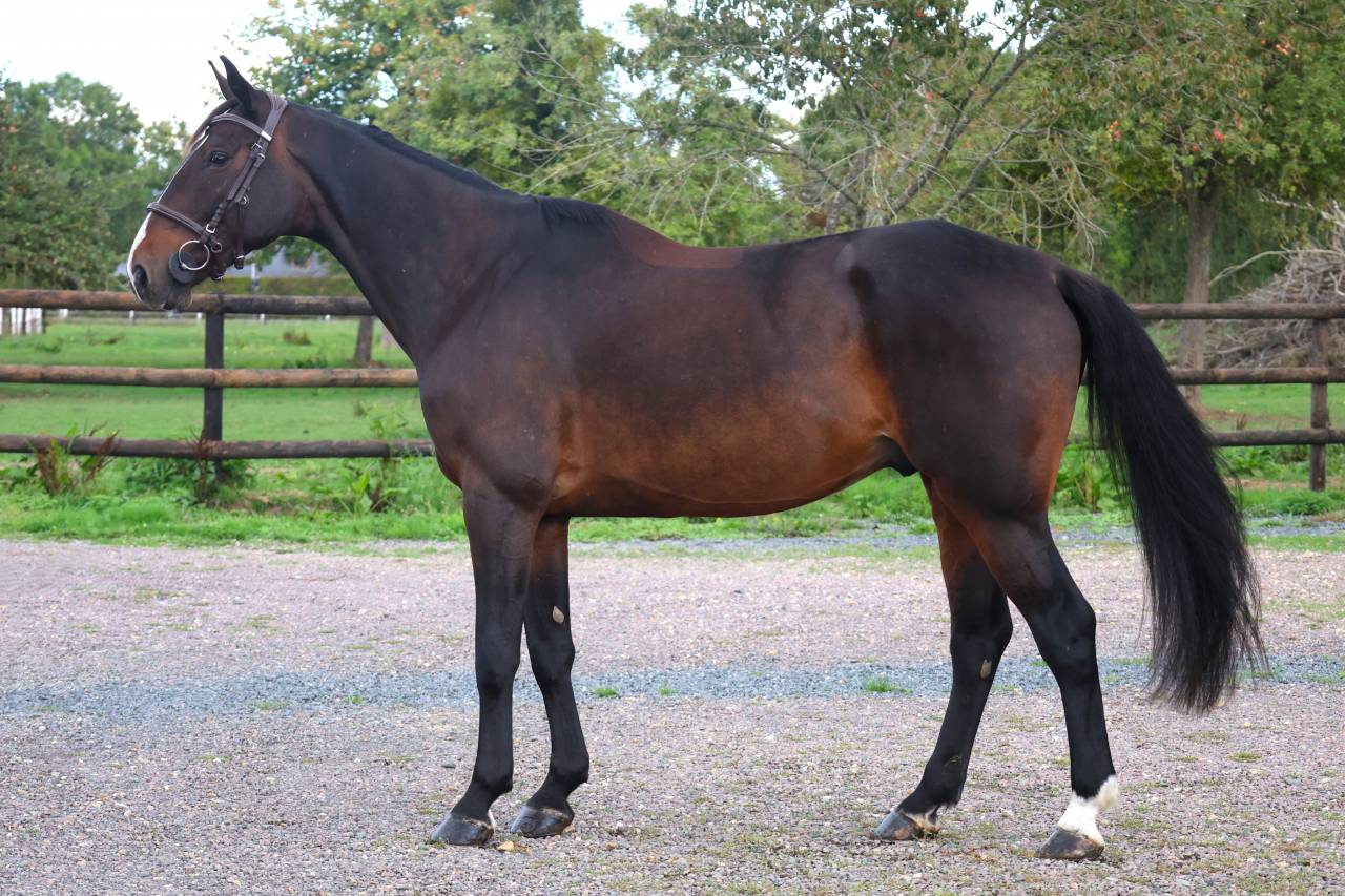 Castrone Sella Francese In vendita 2019 Baio scuro ,  QLASSIC BOIS MARGOT