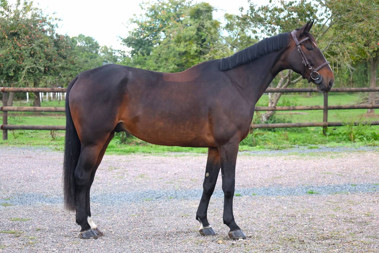 Castrone Sella Francese In vendita 2019 Baio scuro ,  QLASSIC BOIS MARGOT