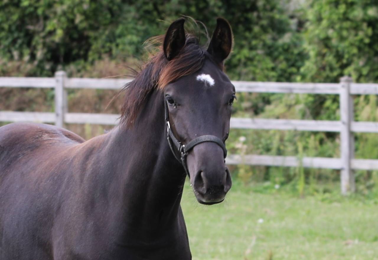 Puledra KWPN Cavallo da Sport Neerlandese In vendita 2026 Nero ,  SECRET LOVER