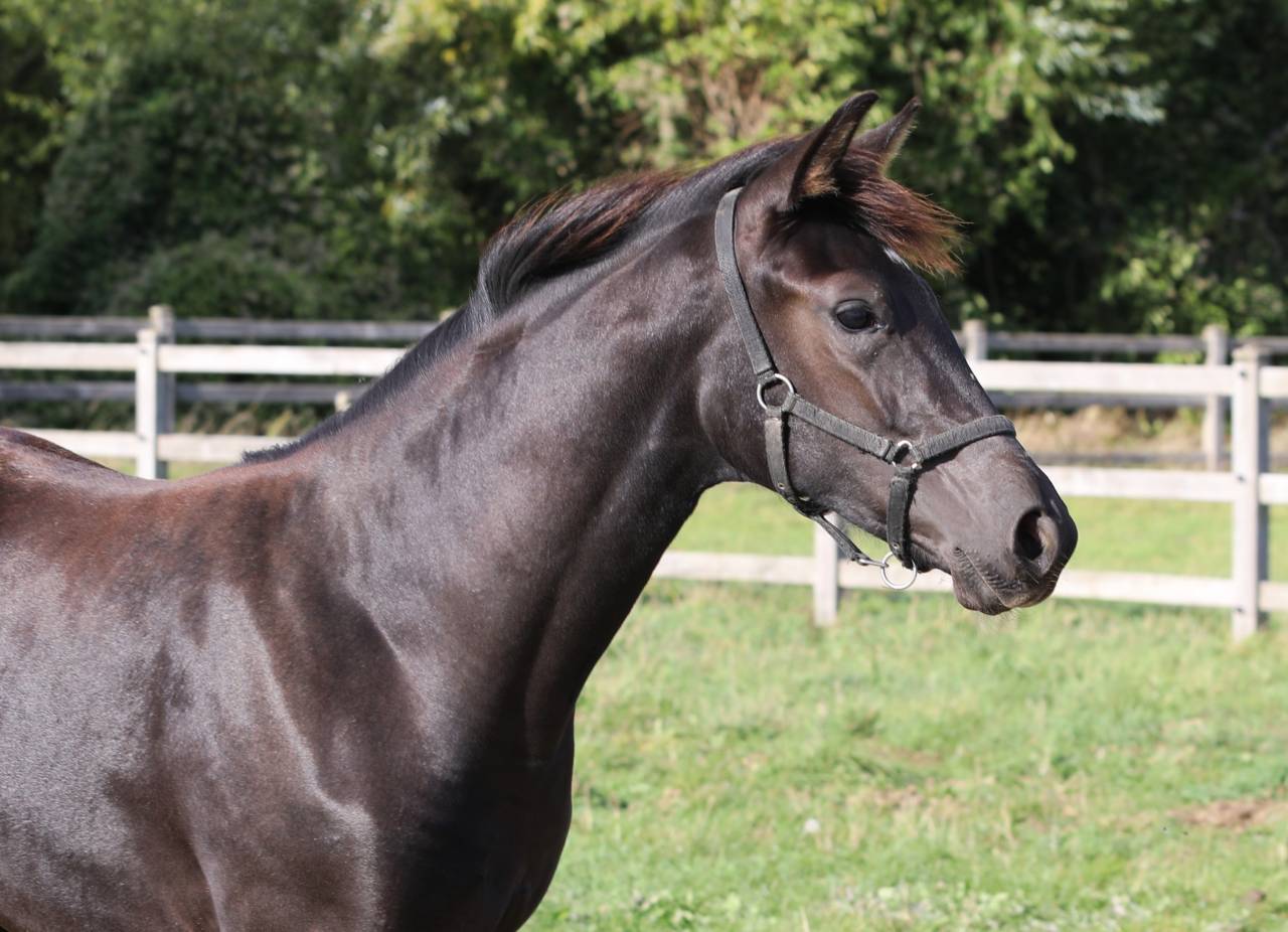 Puledra KWPN Cavallo da Sport Neerlandese In vendita 2026 Nero ,  SECRET LOVER