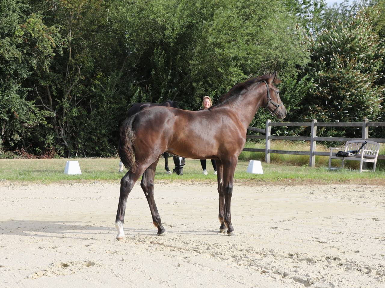 Puledra KWPN Cavallo da Sport Neerlandese In vendita 2026 Nero ,  SECRET LOVER