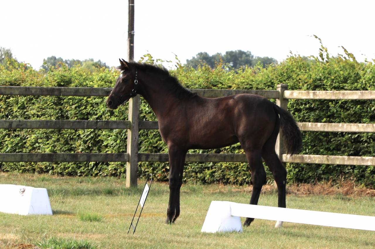 Puledra KWPN Cavallo da Sport Neerlandese In vendita 2026 Nero ,  SECRET LOVER