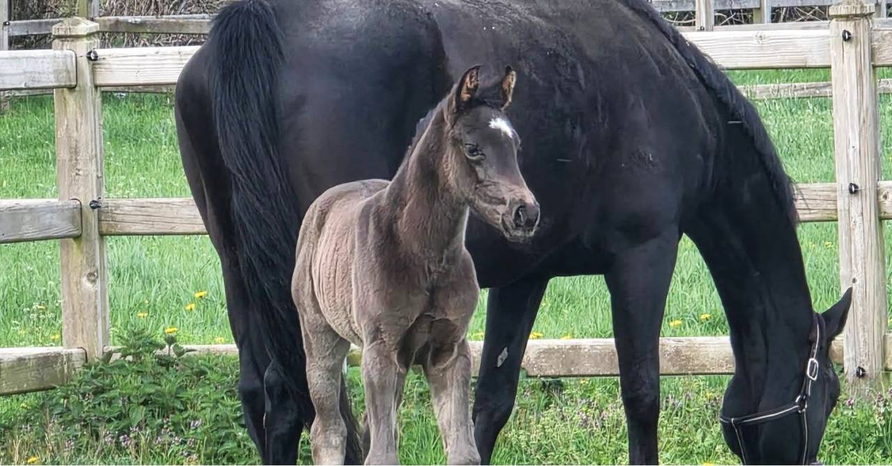 Puledra KWPN Cavallo da Sport Neerlandese In vendita 2026 Nero ,  SECRET LOVER