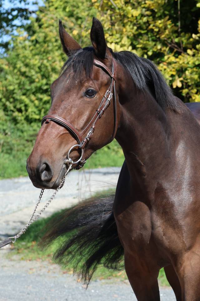 Castrone Sella Francese In vendita 2023 Baio ,  CANDY DE NANTUEL