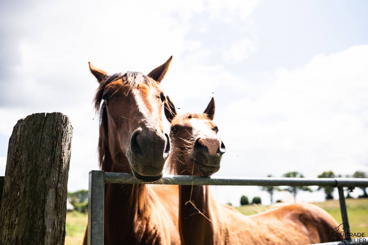 Propriet&agrave; equestre In vendita Ile-et-Vilaine
