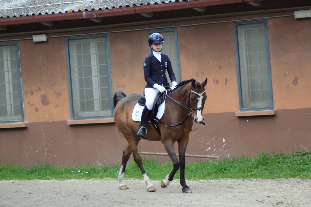 Pony olandese esperto competitivo
