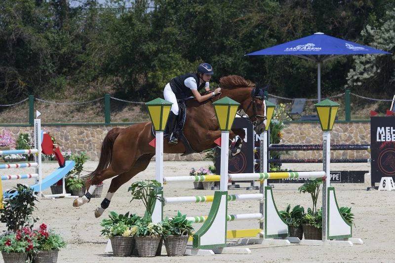 Cavallo da salto KWPN